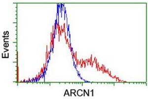 Flow Cytometry (FACS) image for anti-Archain 1 (ARCN1) antibody (ABIN1497571)