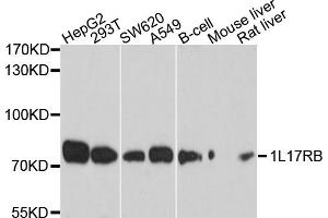 Western blot analysis of extracts of various cell lines, using IL17RB antibody (ABIN6003845) at 1/1000 dilution. (IL17 Receptor B anticorps)
