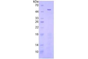 SDS-PAGE analysis of Human FGL2 Protein. (FGL2 Protéine)