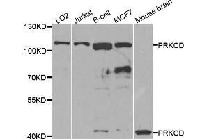 Western blot analysis of extracts of various cell lines, using PRKCD antibody. (PKC delta anticorps)