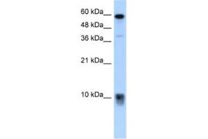 Western Blotting (WB) image for anti-S100 Calcium Binding Protein A3 (S100A3) antibody (ABIN2462524) (S100A3 anticorps)