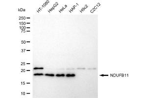 Western blotting analysis using NDUFB11 antibody (ABIN7799549). (NDUFB11 anticorps)
