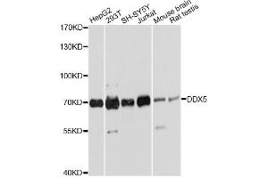 Western blot analysis of extracts of various cell lines, using DDX5 antibody (ABIN6291987) at 1:2000 dilution.
