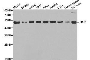 Western blot analysis of extracts of various cell lines, using HAT1 antibody. (HAT1 anticorps  (AA 245-419))