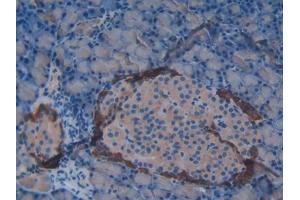 DAB staining on IHC-P; Samples: Rat Pancreas Tissue (Vip anticorps  (AA 34-157))