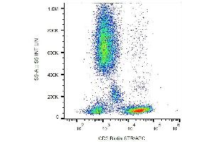 Surface staining of human peripheral blood with anti-human CD2 (MEM-65) purified, GAM-APC.