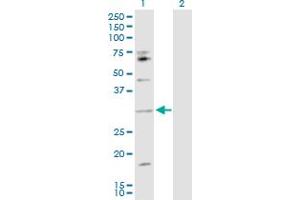 Western Blot analysis of IL17B expression in transfected 293T cell line by IL17B MaxPab polyclonal antibody. (IL17B anticorps  (AA 1-180))