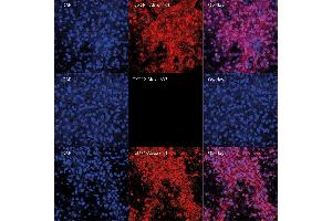 Characterization of MIF receptors by confocal microscopy.
