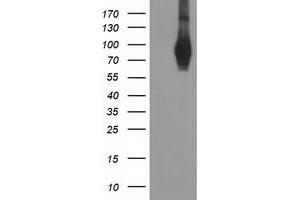 Western Blotting (WB) image for anti-phosphodiesterase 4B, cAMP-Specific (PDE4B) antibody (ABIN1500093) (PDE4B anticorps)