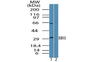 Image no. 1 for anti-Interleukin-27 subunit beta (IL-27b) (AA 200-230) antibody (ABIN960149) (EBI3 anticorps  (AA 200-230))