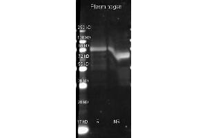 Goat anti Plasminogen antibody  was used to detect Plasminogen under reducing (R) and non-reducing (NR) conditions. (PLG anticorps)