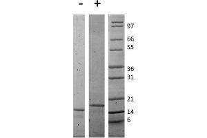 SDS-PAGE of Mouse Interleukin-16 Recombinant Protein SDS-PAGE of Mouse Interleukin-16 Recombinant Protein. (IL16 Protéine)