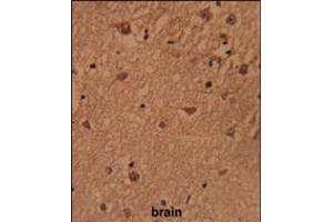 Formalin-fixed and paraffin-embedded human brain reacted with HSPC142 Antibody , which was peroxidase-conjugated to the secondary antibody, followed by DAB staining. (BRISC and BRCA1 A Complex Member 1 (BABAM1) (AA 116-143) anticorps)