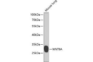 Western blot analysis of extracts of mouse lung, using WNT9A antibody (ABIN6130803, ABIN6150259, ABIN6150260 and ABIN6223940) at 1:1000 dilution. (WNT9A anticorps  (AA 206-365))