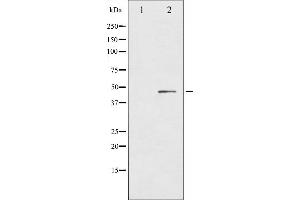 Western blot analysis of IL-8R beta/CDw128 beta phosphorylation expression in PMA treated NIH-3T3 whole cell lysates,The lane on the left is treated with the antigen-specific peptide.