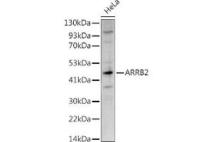Western blot analysis of extracts of HeLa cells, using  antibody (ABIN3021619, ABIN3021620, ABIN3021621 and ABIN6215402) at 1:1000 dilution.
