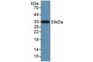 Detection of Recombinant KLK10, Human using Polyclonal Antibody to Kallikrein 10 (KLK10) (Kallikrein 10 anticorps  (AA 35-276))