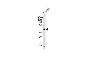 (DANRE) eif3eb Antibody (Center) (ABIN1881290 and ABIN2838389) western blot analysis in zebra fish brain tissue lysates (35 μg/lane). (EIF3E anticorps  (AA 248-276))