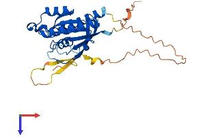 AlphaFold protein structure predicition of Mouse Recombinant Rasl12 Protein, UniprotID Q08AT1