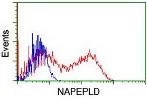 HEK293T cells transfected with either RC209877 overexpress plasmid (Red) or empty vector control plasmid (Blue) were immunostained by anti-NAPEPLD antibody (ABIN2455242), and then analyzed by flow cytometry. (NAPEPLD anticorps)
