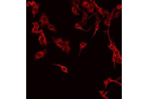 ABIN6267341 staining NIH-3T3 by IF/ICC. (c-MET anticorps  (pTyr1234))
