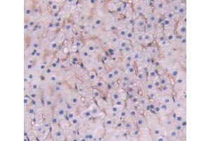 IHC-P analysis of adrenal gland tissue, with DAB staining. (LRP1B anticorps  (AA 31-194))