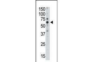 Antibody is used in Western blot to detect Siglec5 in mouse liver tissue lysate.