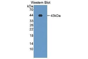 Western Blotting (WB) image for anti-Surfactant Protein D (SFTPD) (AA 21-375) antibody (ABIN1860607) (SFTPD anticorps  (AA 21-375))