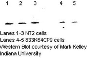 Image no. 1 for anti-Nudix (Nucleoside Diphosphate Linked Moiety X)-Type Motif 1 (NUDT1) (C-Term) antibody (ABIN363382)