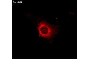 Immunofluorescence (IF) image for anti-BFP Fluorescent Protein antibody (ABIN7273077) (BFP Fluorescent Protein anticorps)