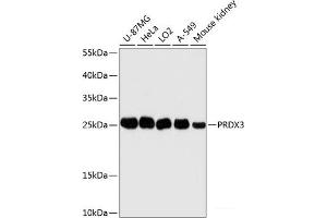 Western blot analysis of extracts of various cell lines using PRDX3 Polyclonal Antibody at dilution of 1:3000. (Peroxiredoxin 3 anticorps)