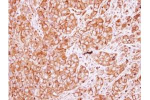 Image no. 1 for anti-Nicotinic Acetylcholine Receptor beta (CHRNB1) (AA 274-501) antibody (ABIN1497506)