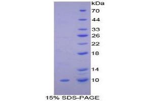 SDS-PAGE analysis of Rat Clara Cell Protein 16 Protein. (SCGB1A1 Protéine)