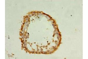Immunohistochemistry of paraffin-embedded human testis tissue using ABIN7168526 at dilution of 1:100
