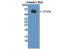 Detection of Recombinant FAS, Porcine using Polyclonal Antibody to Factor Related Apoptosis (FAS)