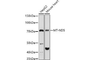 Western blot analysis of extracts of various cell lines, using MT-ND5 antibody (ABIN7268603) at 1:1000 dilution. (MT-ND5 anticorps  (C-Term))