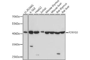 Western blot analysis of extracts of various cell lines, using P2RY10 Rabbit pAb (ABIN7269749) at 1:1000 dilution. (P2RY10 anticorps  (C-Term))