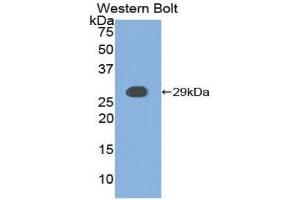 Western Blotting (WB) image for anti-Casein Kinase 1, alpha 1 (CSNK1A1) (AA 114-324) antibody (ABIN3208144) (CSNK1A1 anticorps  (AA 114-324))