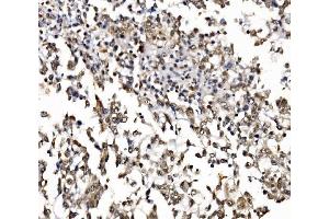 IHC analysis of NOLA1/GAR1 using anti-NOLA1/GAR1 antibody (ABIN7602076). (GAR1 anticorps  (AA 58-165))