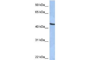 WB Suggested Anti-ZNF766 Antibody Titration:  0.