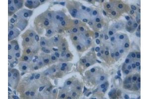 Detection of REG3g in Human Pancreas Tissue using Monoclonal Antibody to Regenerating Islet Derived Protein 3 Gamma (REG3g) (REG3g anticorps  (AA 39-175))
