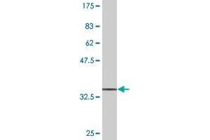 Western Blot detection against Immunogen (36.