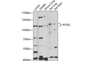 Western blot analysis of extracts of various cell lines, using PCSK5 antibody (ABIN6128575, ABIN6145326, ABIN6145327 and ABIN6221105) at 1:1000 dilution.