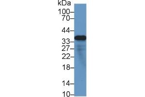 Detection of MFAP4 in Human Lung lysate using Polyclonal Antibody to Microfibrillar Associated Protein 4 (MFAP4)