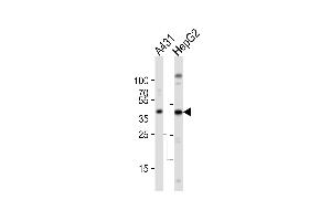 Western blot analysis of lysates from A431, HepG2 cell line (from left to right), using ACTB Antibody . (beta Actin anticorps)
