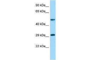 Host: Rabbit Target Name: OSGEPL1 Sample Type: MCF7 Whole Cell lysates Antibody Dilution: 1. (OSGEPL1 anticorps  (C-Term))