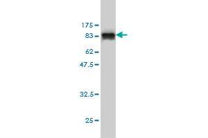 Western Blot detection against Immunogen (90.