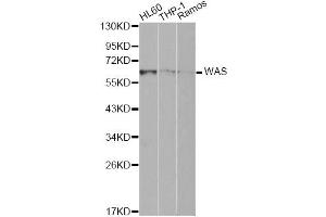 Western blot analysis of extracts of various cell lines, using WAS Antibody (ABIN1875343) at 1:1000 dilution. (WASP anticorps)