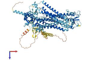 AlphaFold protein structure predicition of Mouse Recombinant Ano4 Protein, UniprotID Q8C5H1