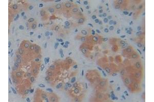 Detection of PSAT1 in Human Kidney Tissue using Polyclonal Antibody to Phosphoserine Aminotransferase 1 (PSAT1)